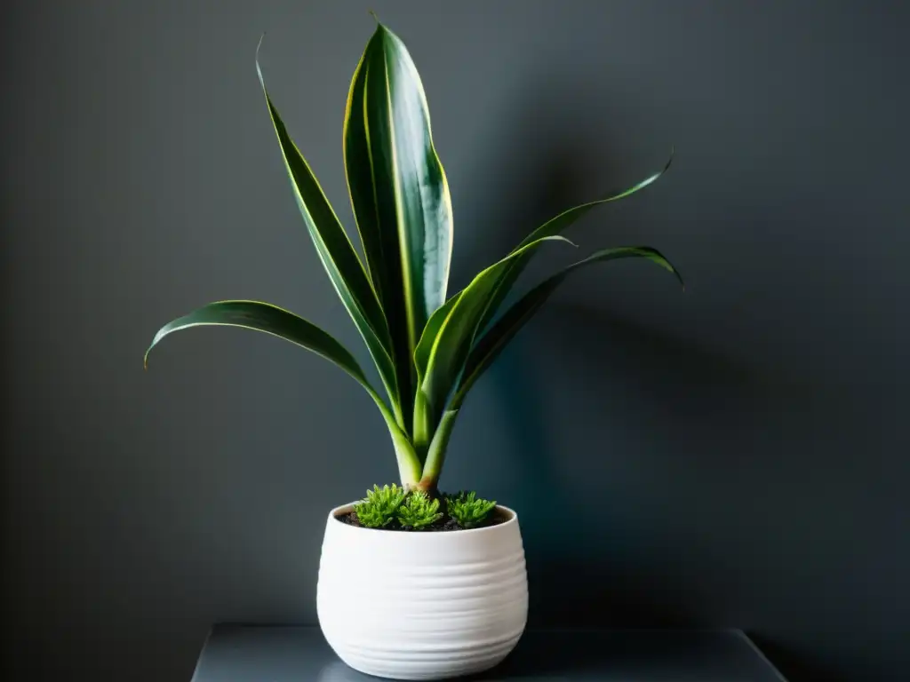 Una exuberante planta serpiente (sansevieria) en un elegante macetero blanco, destaca en una habitación oscura y misteriosa