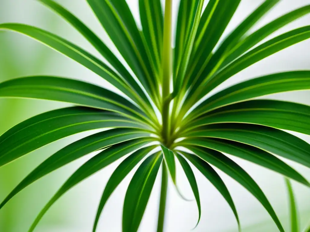 Fotografiando la exuberante planta de araña desde el suelo, destacando sus patrones y texturas en un elegante contraste verde sobre fondo blanco