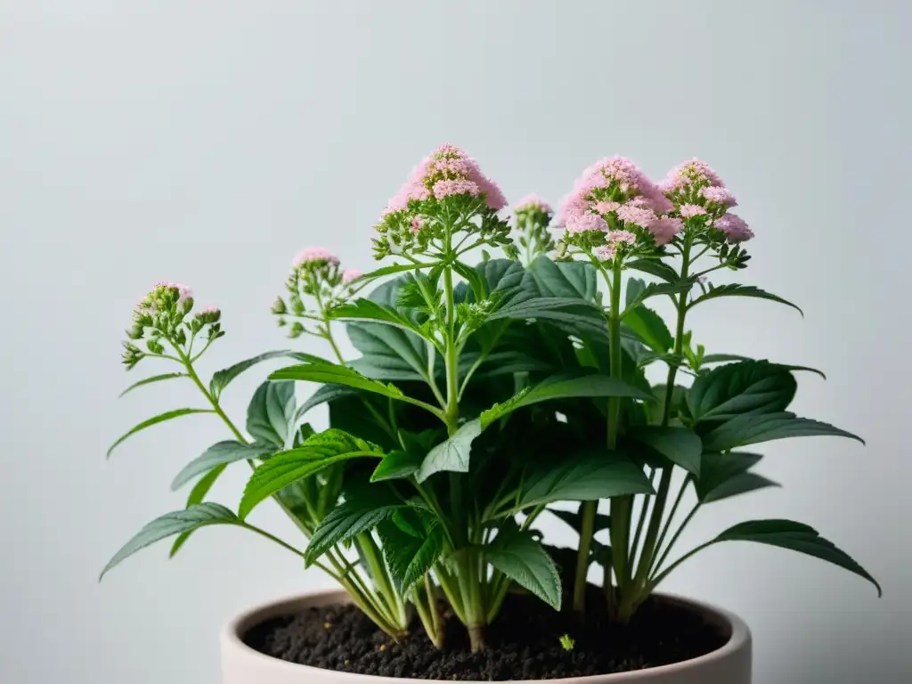 Una exuberante planta de valeriana creciendo en un elegante macetero interior, transmitiendo calma