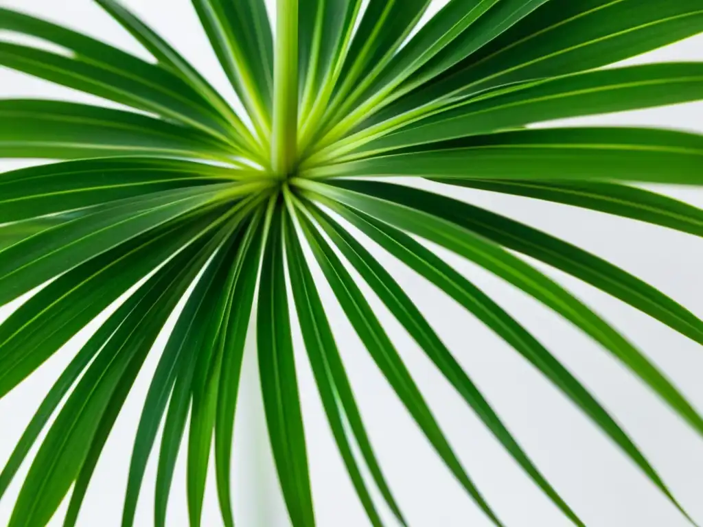 Una exuberante planta araña verde (Chlorophytum comosum) en primer plano, con hojas arqueadas y patrones de luz y sombra