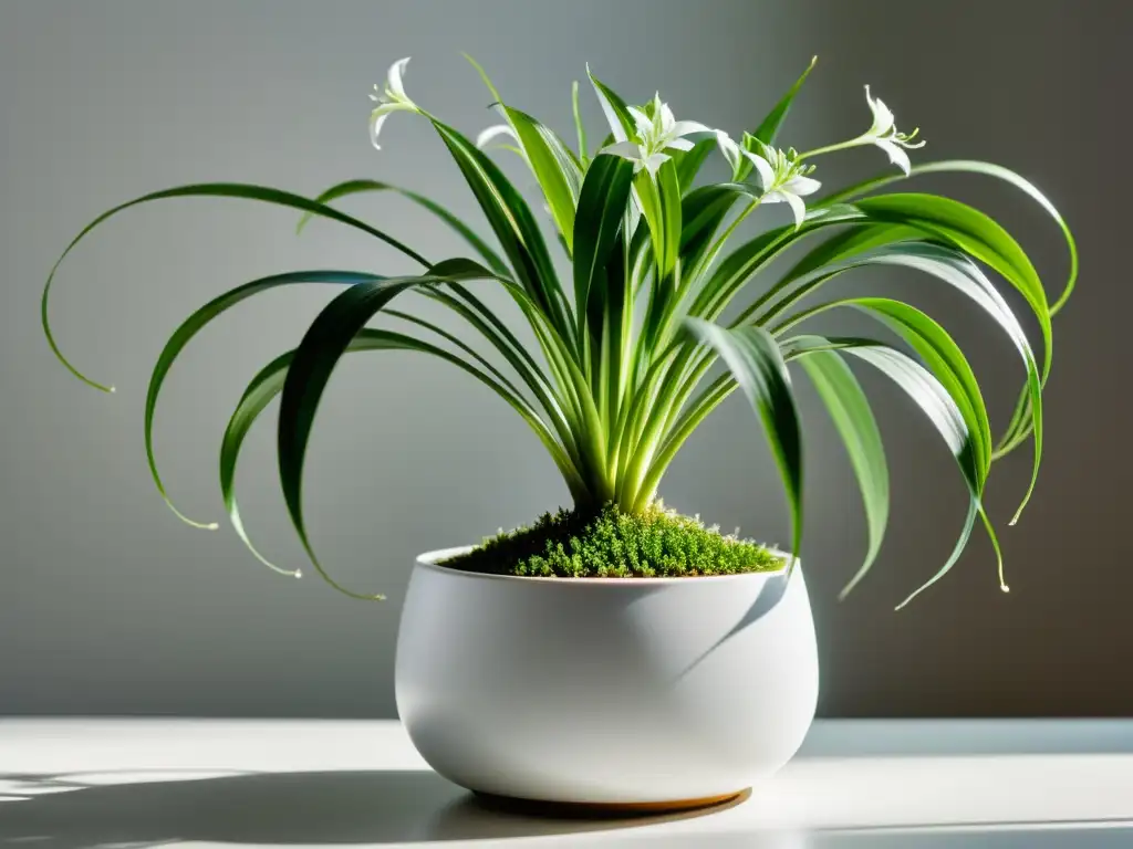 Una exuberante planta araña verde, en una elegante maceta blanca, iluminada por luz natural, purifica el aire en un entorno moderno y minimalista