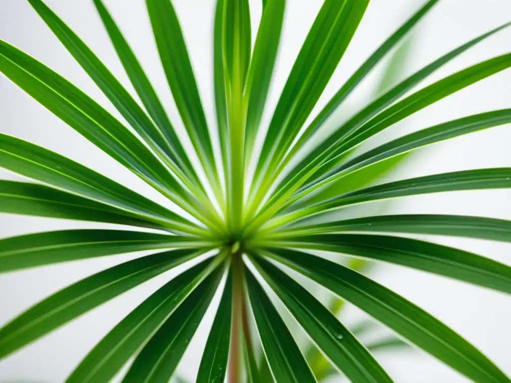 Una exuberante planta araña verde saludable destaca con patrones de luz y agua, transmitiendo vitalidad