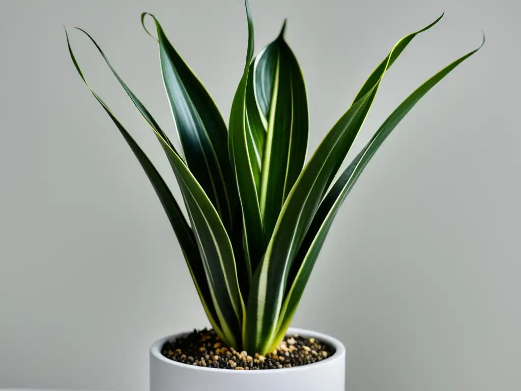 Una exuberante Sansevieria en maceta moderna resalta en un fondo blanco, irradiando armonía y elegancia