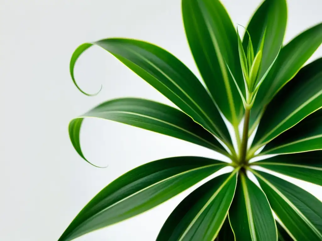 Una exuberante y vibrante planta de araña verde, cuidados plantas purificadoras aire, en un fondo blanco limpio, exudando vitalidad y belleza natural