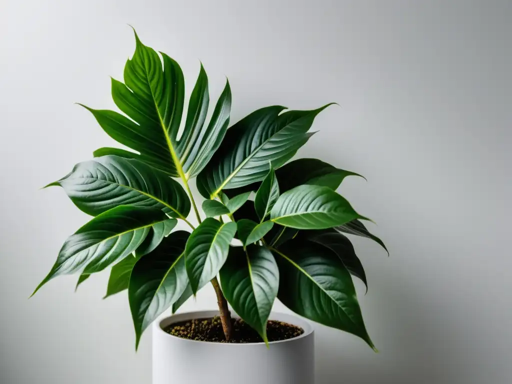 Composición fotográfica de plantas interiores: una exuberante planta verde en frente de una pared blanca, iluminación suave y atmósfera serena