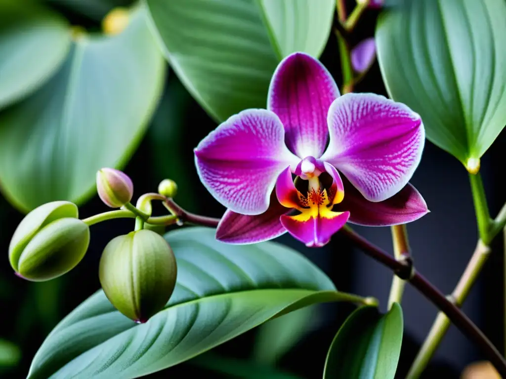 Una hermosa orquídea rosa en detalle, iluminada por luz natural, evocando calma y serenidad