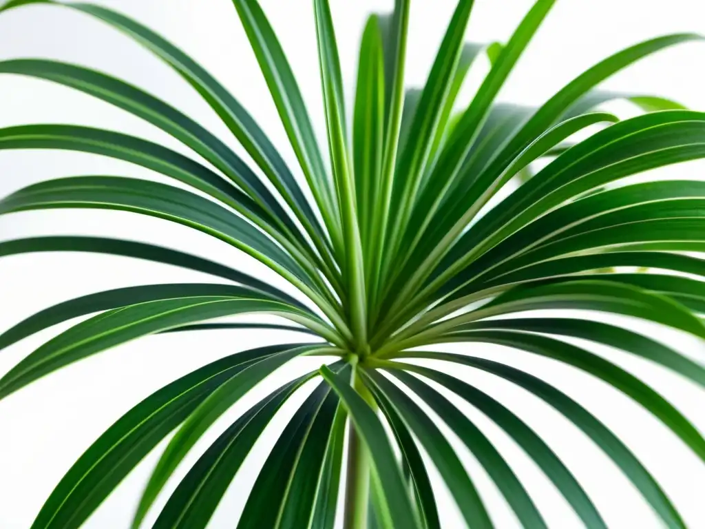 Una hermosa planta de araña (Chlorophytum comosum) con hojas verdes y rayas blancas, irradiando serenidad y beneficios para la salud en interiores