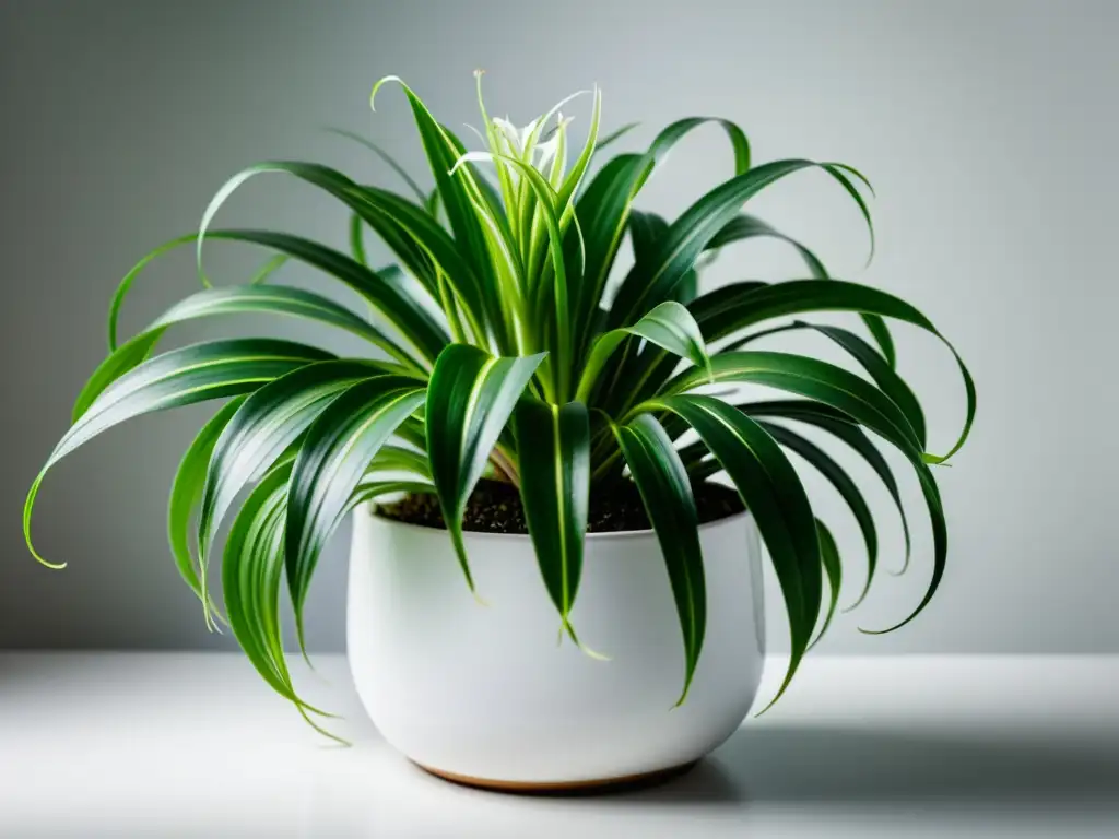 Una hermosa planta araña en maceta blanca, iluminada por luz natural