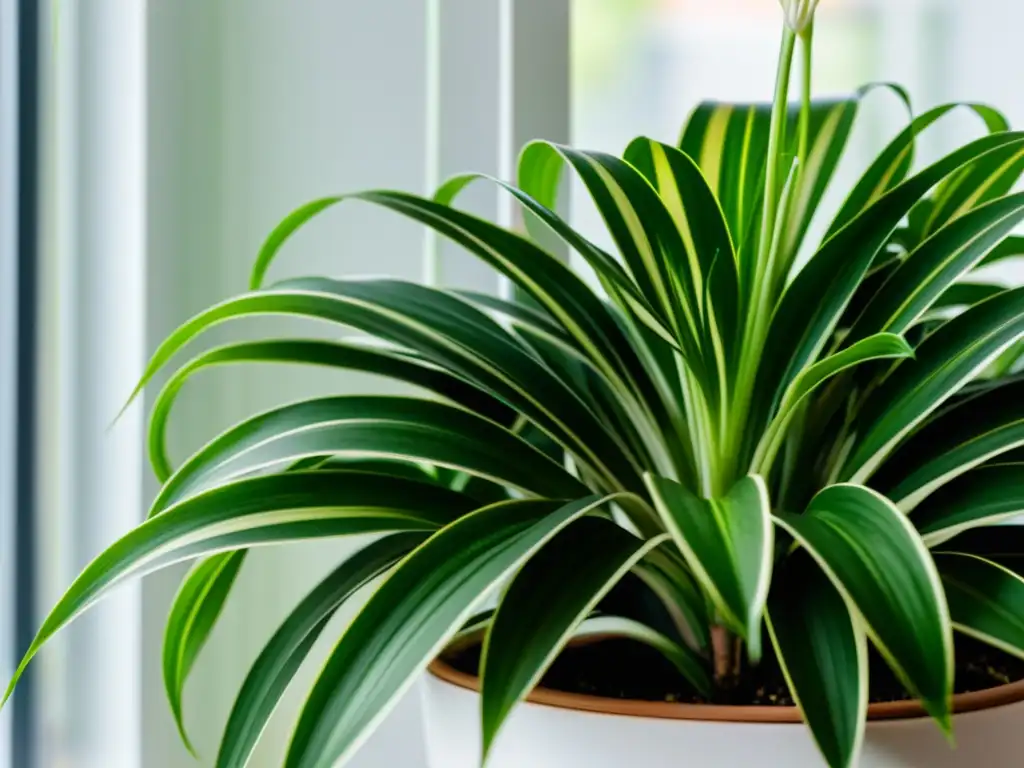 Una hermosa planta araña en una maceta blanca, iluminada por luz natural, promoviendo los beneficios de plantas de interior