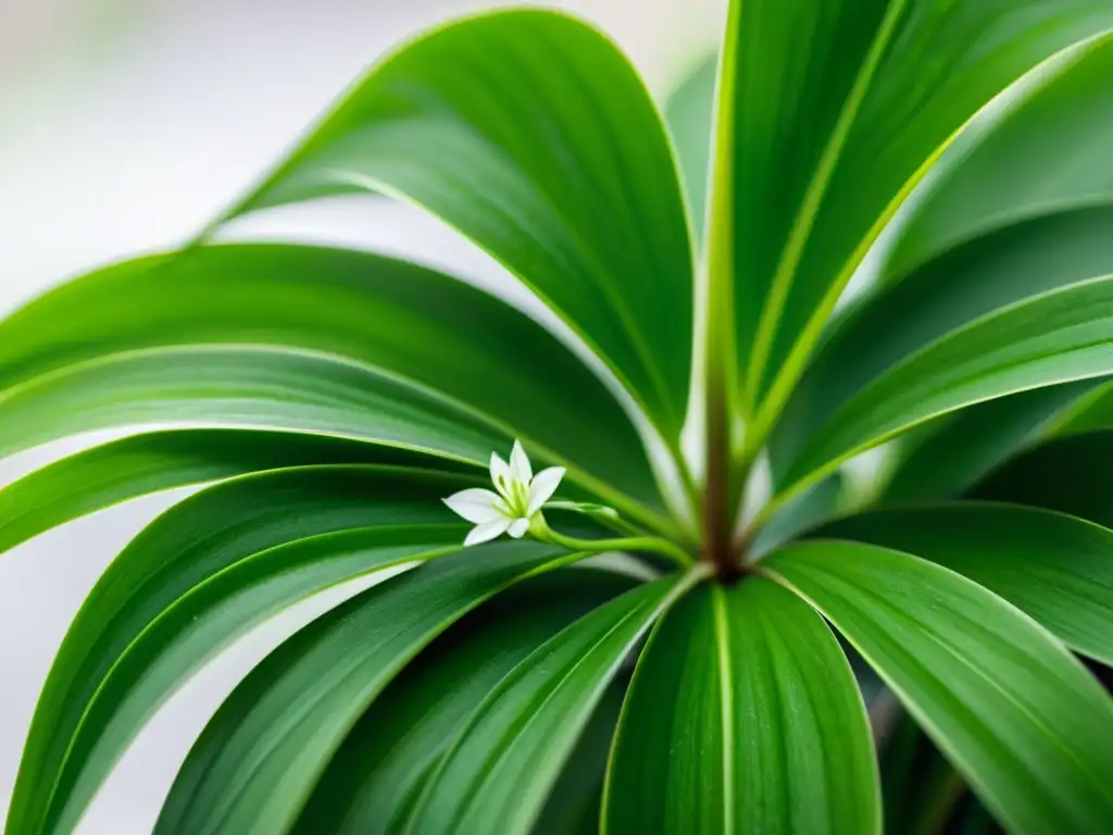 Una hermosa planta de interior con hojas verdes exuberantes y delicadas flores blancas, creando un ambiente sereno y minimalista