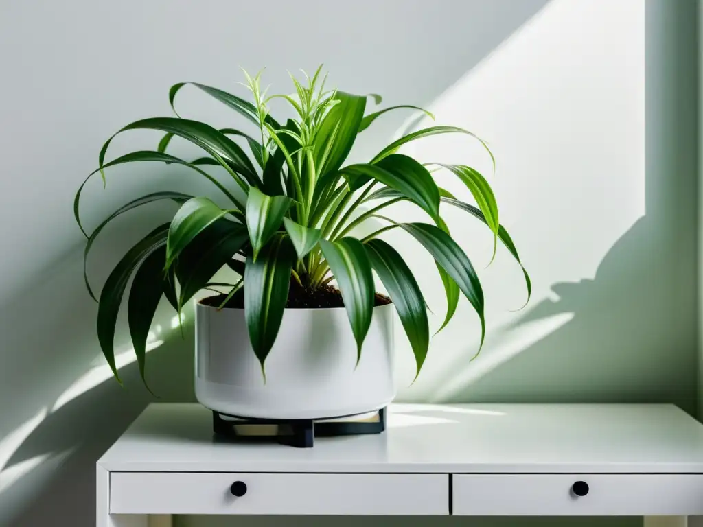 Una hermosa planta de interior resistente al aire seco, con follaje verde exuberante, en un elegante soporte blanco, en un ambiente sereno y acogedor