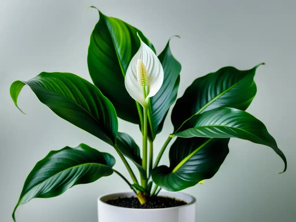 Una hermosa planta de lirio de la paz en maceta blanca, evocando tranquilidad y beneficios de plantas de interior