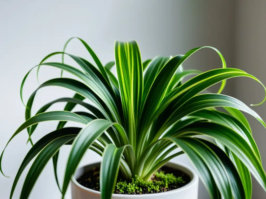 Una hermosa planta de araña en una maceta blanca, iluminada por la luz natural