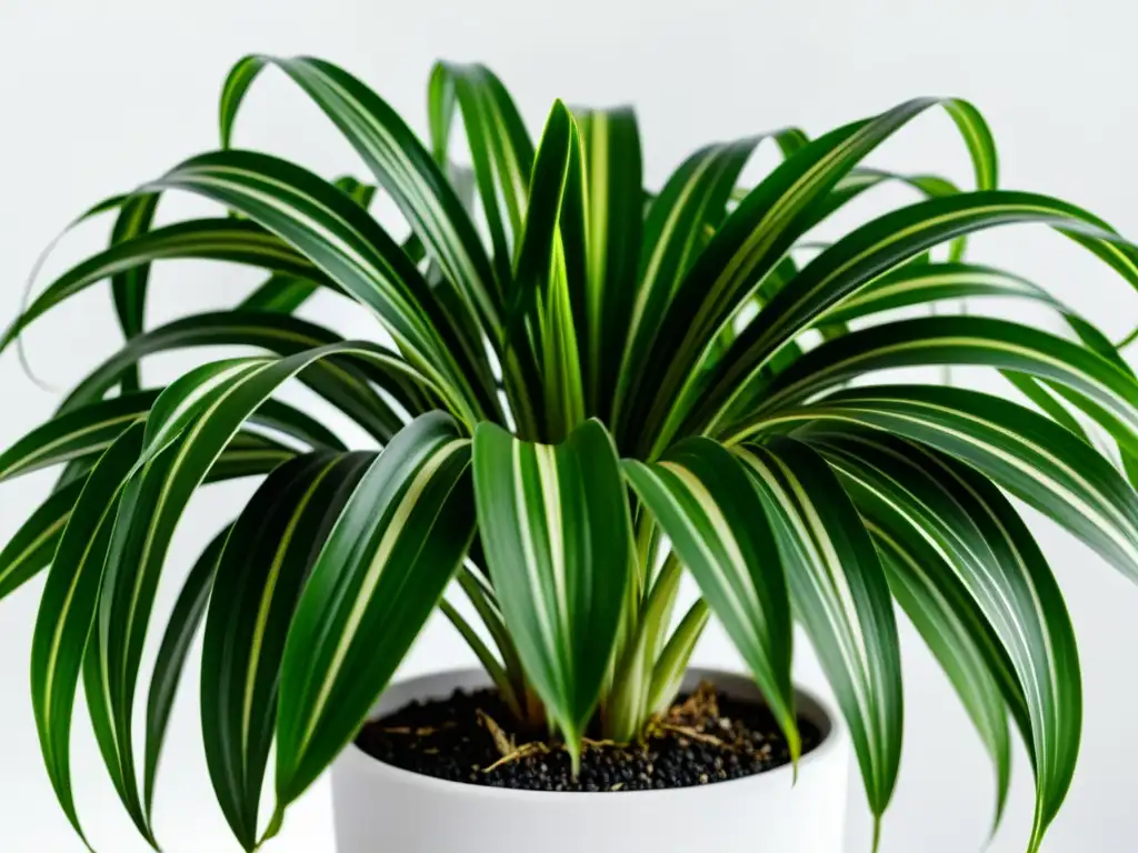 Una hermosa planta purificadora de aire en maceta blanca, evocando serenidad y frescura