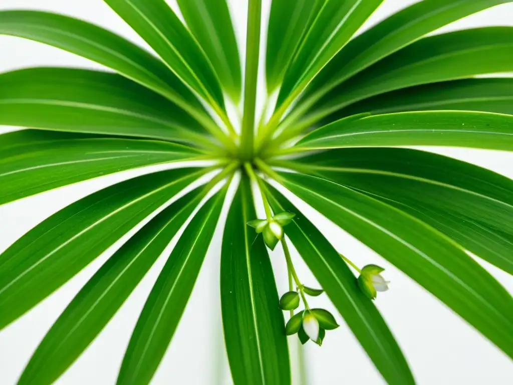 Una hermosa planta de araña verde con hojas delicadas y flores blancas, transmite tranquilidad y belleza natural