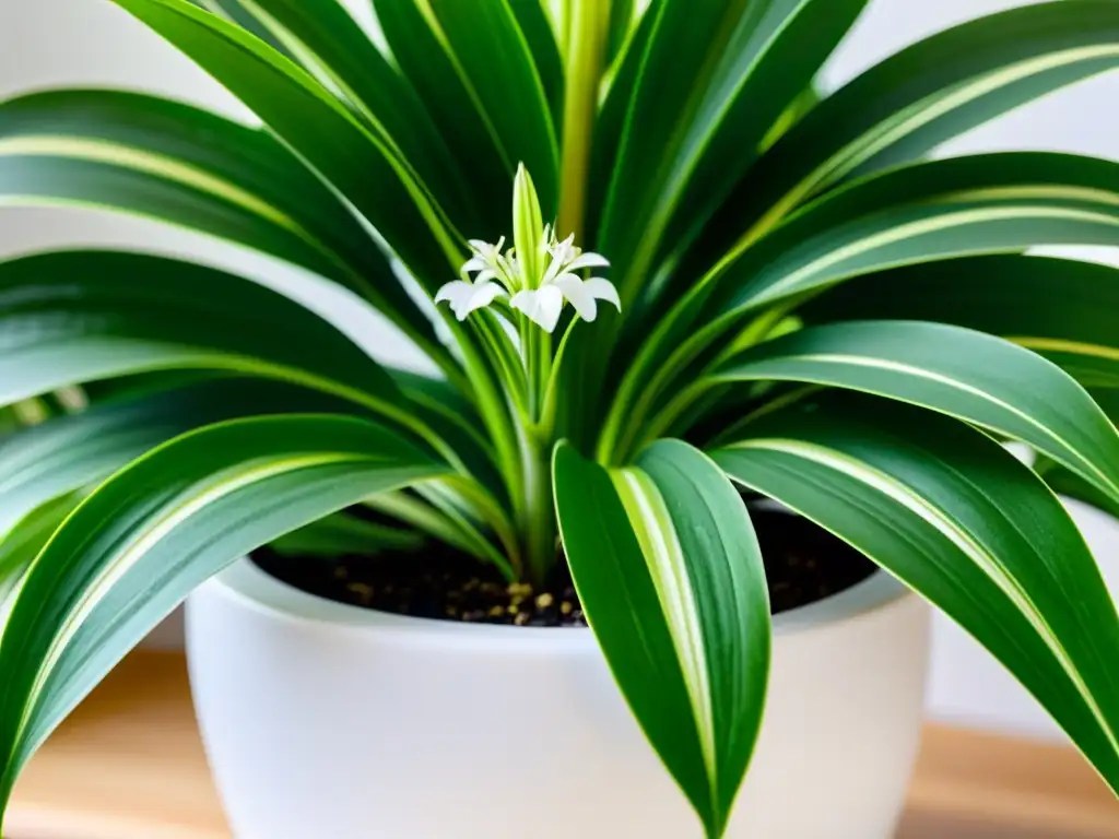 'Una hermosa planta de araña verde en maceta blanca, exudando calma y vitalidad