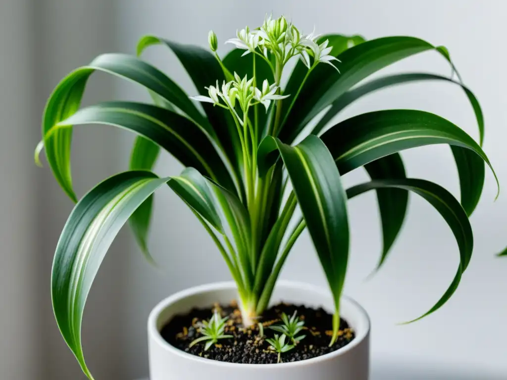 Una hermosa planta araña verde y saludable en una elegante maceta blanca, evocando tranquilidad y cuidado de plantas de interior