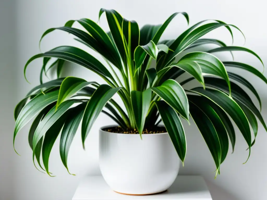 Una hermosa planta de araña verde en un soporte blanco moderno, crea un ambiente sereno