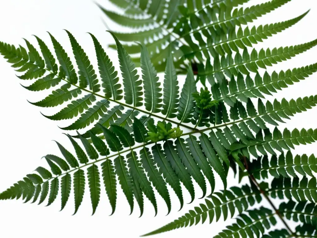 Una hermosa fotografía de plantas de interior, con helechos verdes exuberantes desplegándose delicadamente sobre un fondo blanco limpio