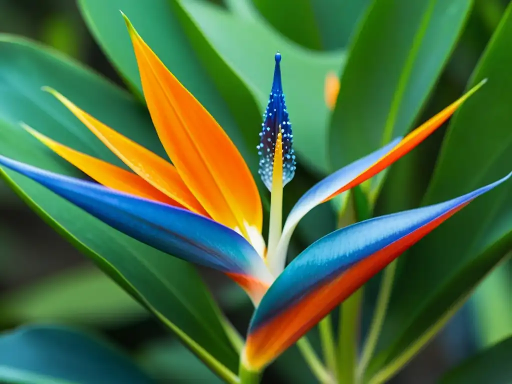 Una hermosa Strelitzia Reginae en plena floración, con pétalos naranjas y azules detallados, resaltando su belleza natural