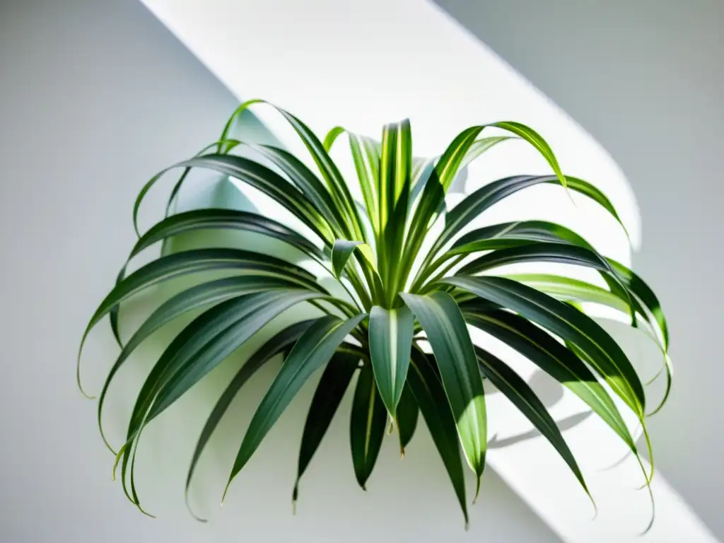 Un hermoso contraste de fondo en esta exuberante planta de araña verde en un entorno interior, mostrando sus delicadas sombras y patrones