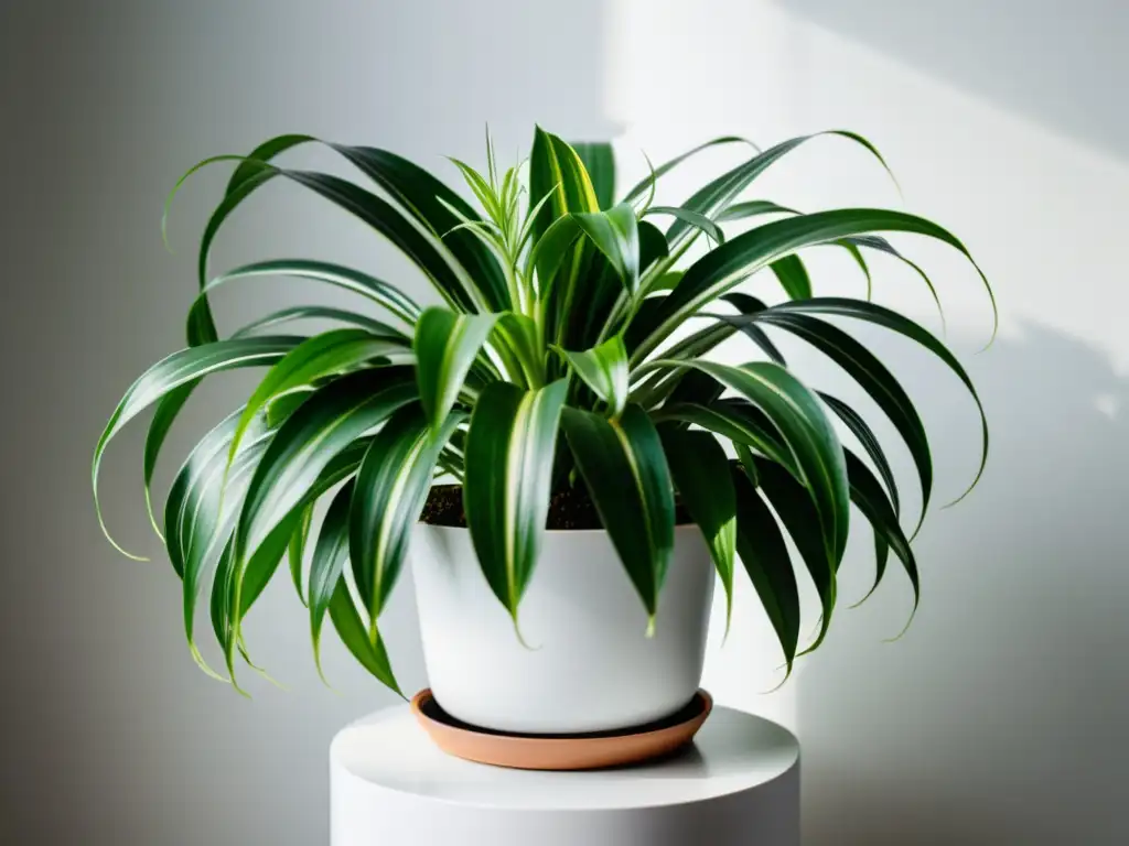 Un hermoso y elegante clorofito en un soporte blanco minimalista, iluminado suavemente por la luz natural