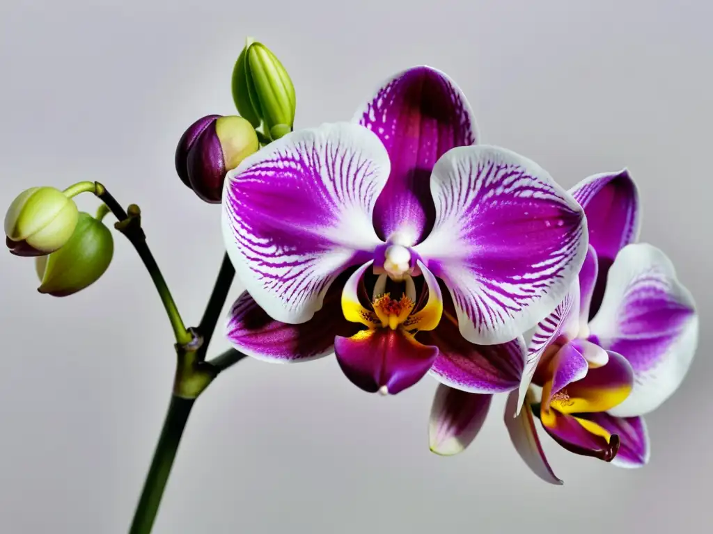 Imagen en alta resolución de una exquisita orquídea Phalaenopsis en plena floración, transmitiendo elegancia y tranquilidad