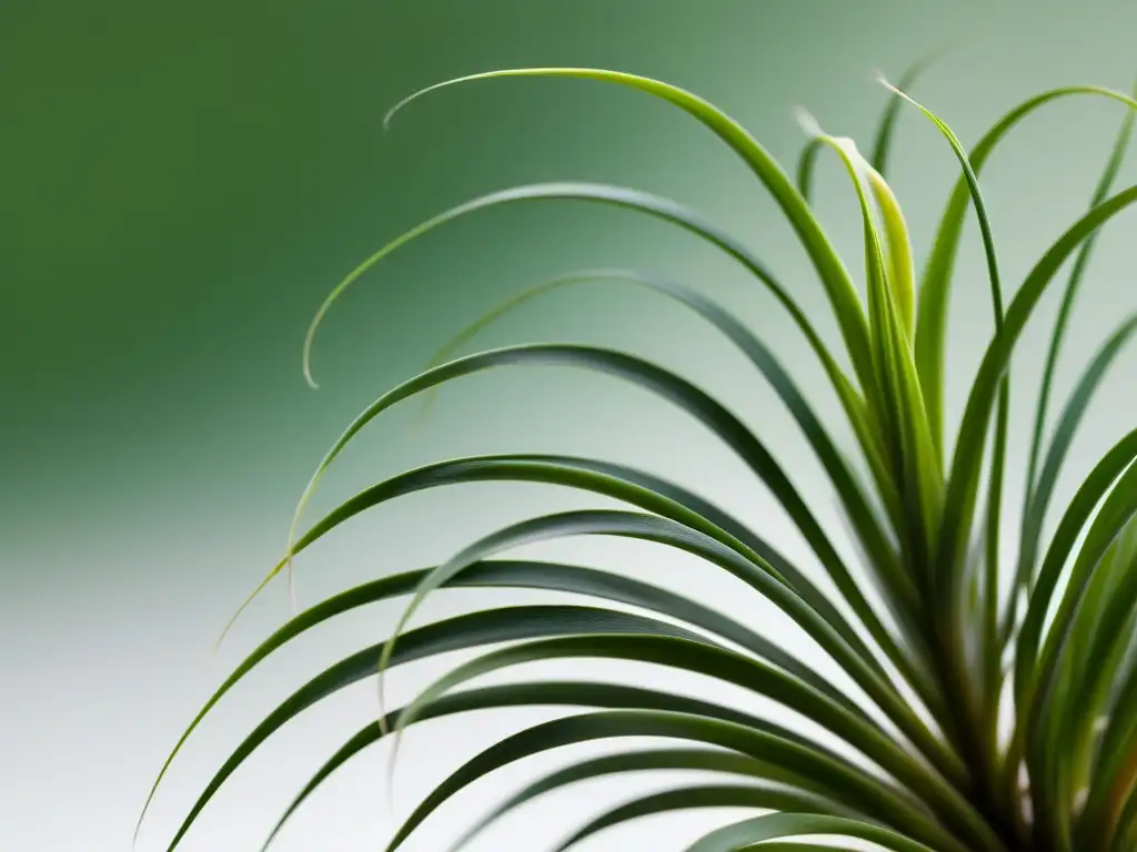 Una imagen detallada, en alta resolución, de una planta aérea Tillandsia, con hojas plateado-verdosas