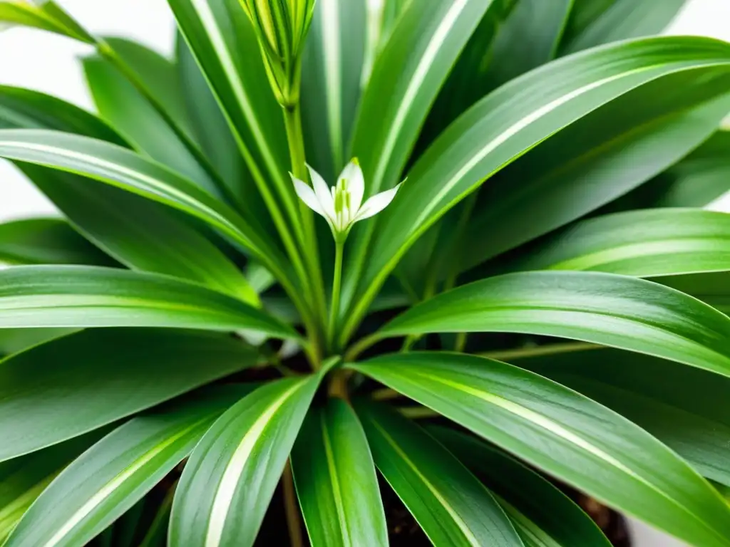 Imagen detallada de una exuberante planta araña verde con flores blancas, resaltando su belleza natural