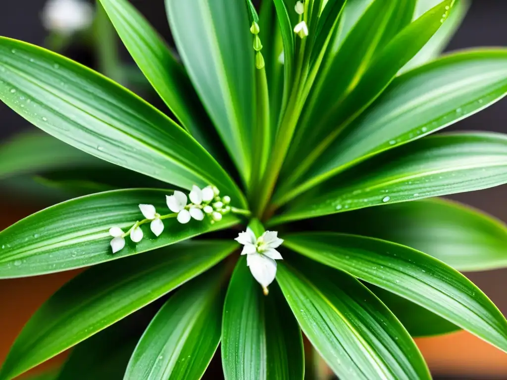 Imagen detallada de una exuberante planta araña interior, resaltando la belleza natural y el cuidado de plantas en el hogar