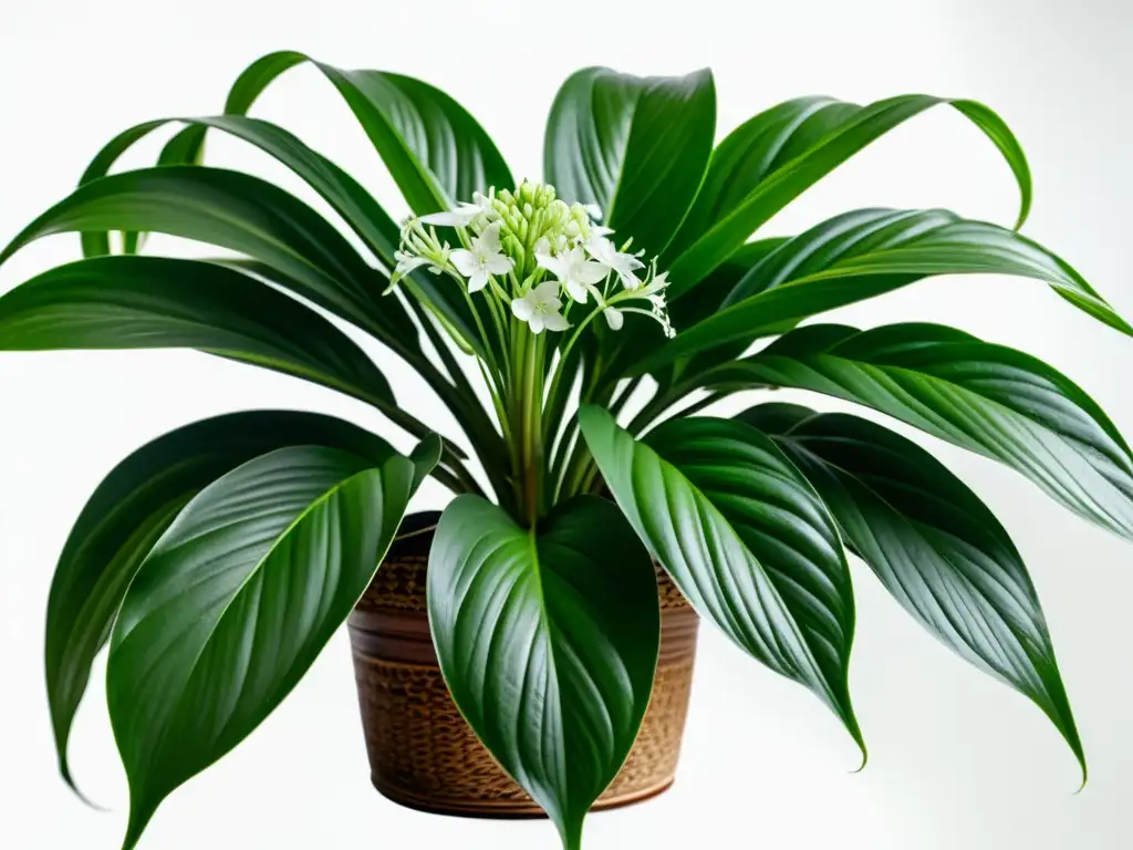 Una imagen detallada de una exuberante planta de araña con flores blancas, resaltando su belleza natural y promoviendo la calma