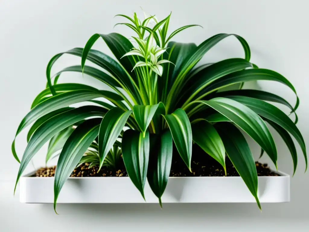 Imagen de una exuberante planta araña (Chlorophytum comosum) en un estante blanco, transmitiendo la belleza interior y purificación del aire