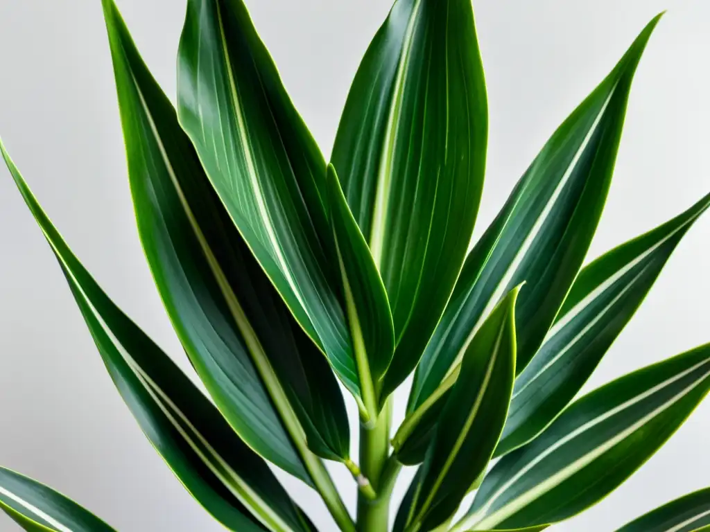 Imagen de una exuberante planta de interior Sansevieria trifasciata en un fondo blanco, bañada en luz natural