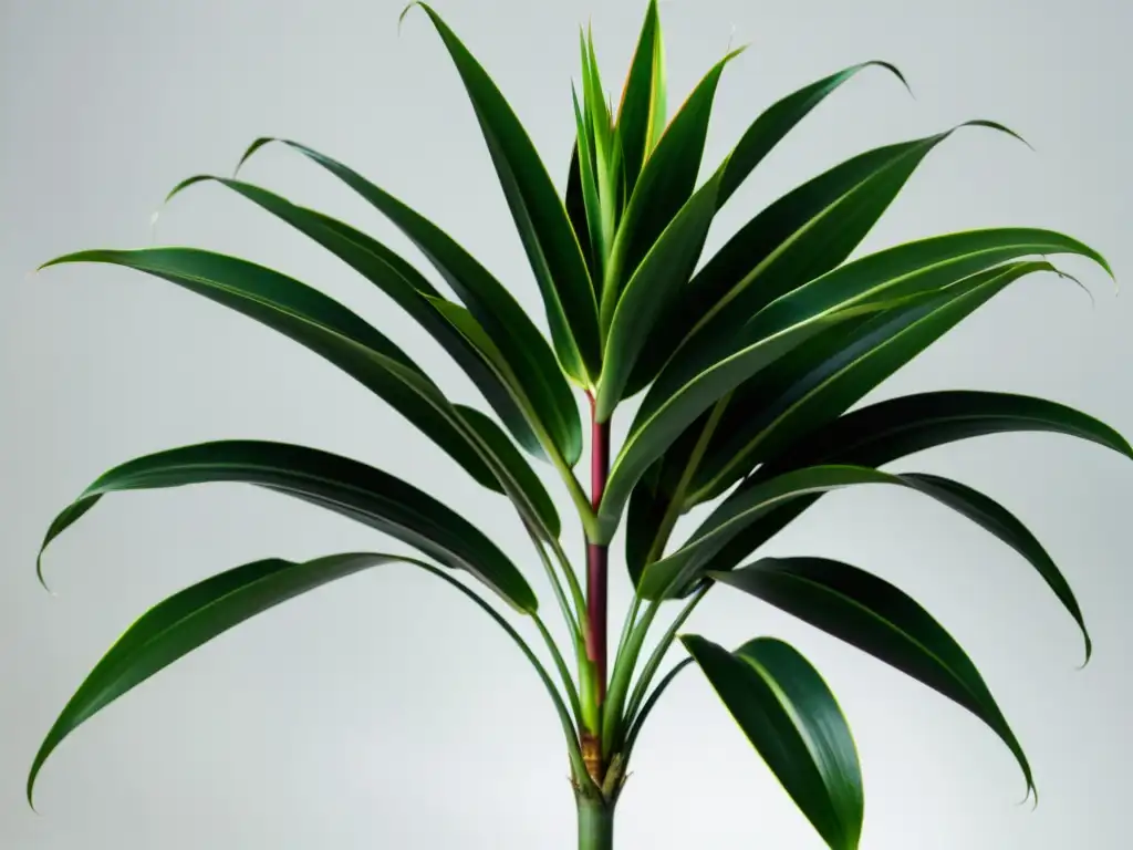 Imagen de una exuberante planta Dracaena Marginata en interior, con hojas largas y elegantes en un fondo blanco limpio, irradiando belleza natural