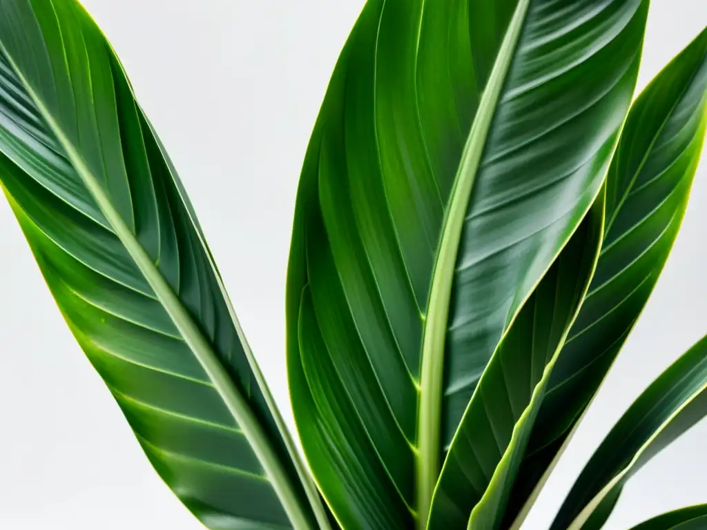 Imagen de una exuberante planta de interior que reduce ruido, Sansevieria trifasciata, con hojas verdes vibrantes en un fondo blanco limpio