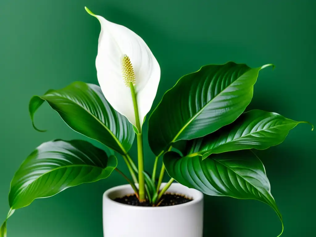 Una imagen de una exuberante planta de paz (Spathiphyllum) en maceta blanca, transmitiendo tranquilidad