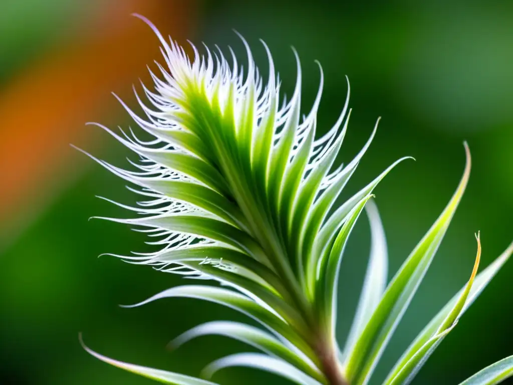 Imagen de alta resolución de una exuberante planta Tillandsia verde con tricomas brillantes por la humedad