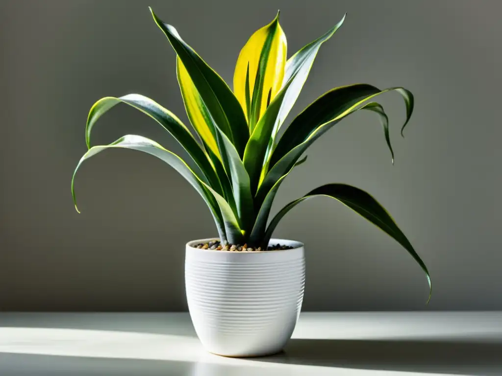 Imagen de alta resolución de una exuberante Sansevieria en maceta blanca, resaltando su elegante belleza y atmósfera serena