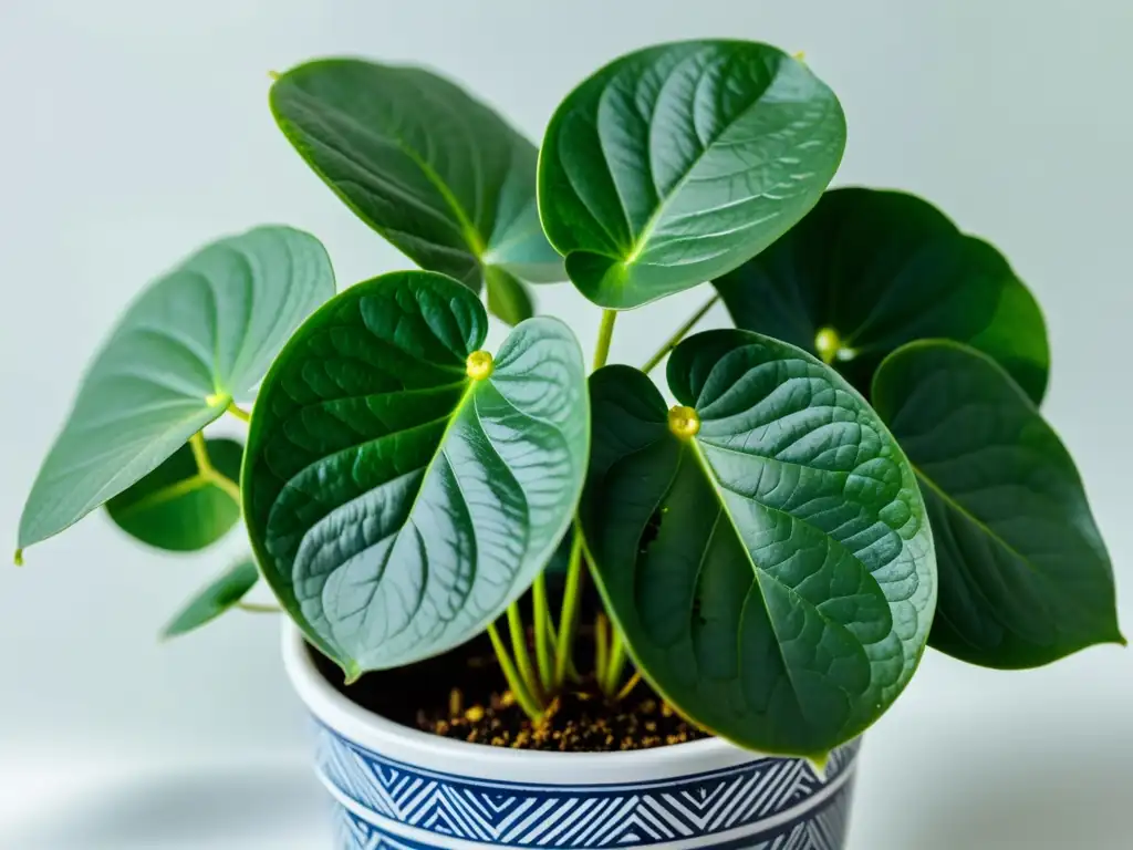 Imagen de una hermosa Pilea Peperomioides en maceta moderna, transmitiendo elegancia y tranquilidad