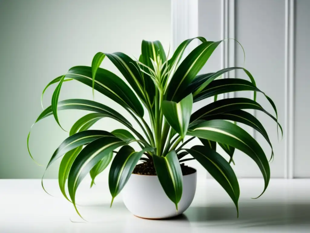 Planta araña verde: serenidad natural en alta resolución Imagen de una hermosa planta de araña verde en un fondo blanco