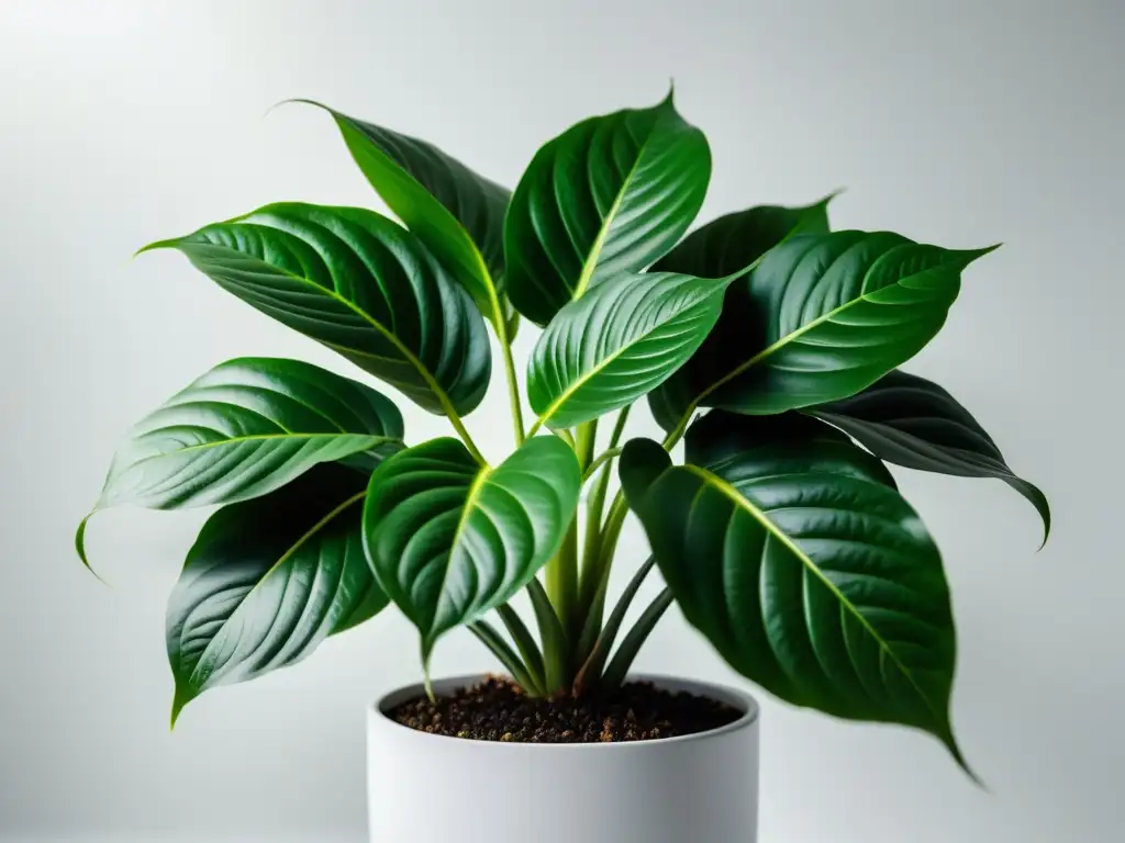 Una imagen impresionante de una planta de interior exuberante y vibrante en un fondo blanco limpio