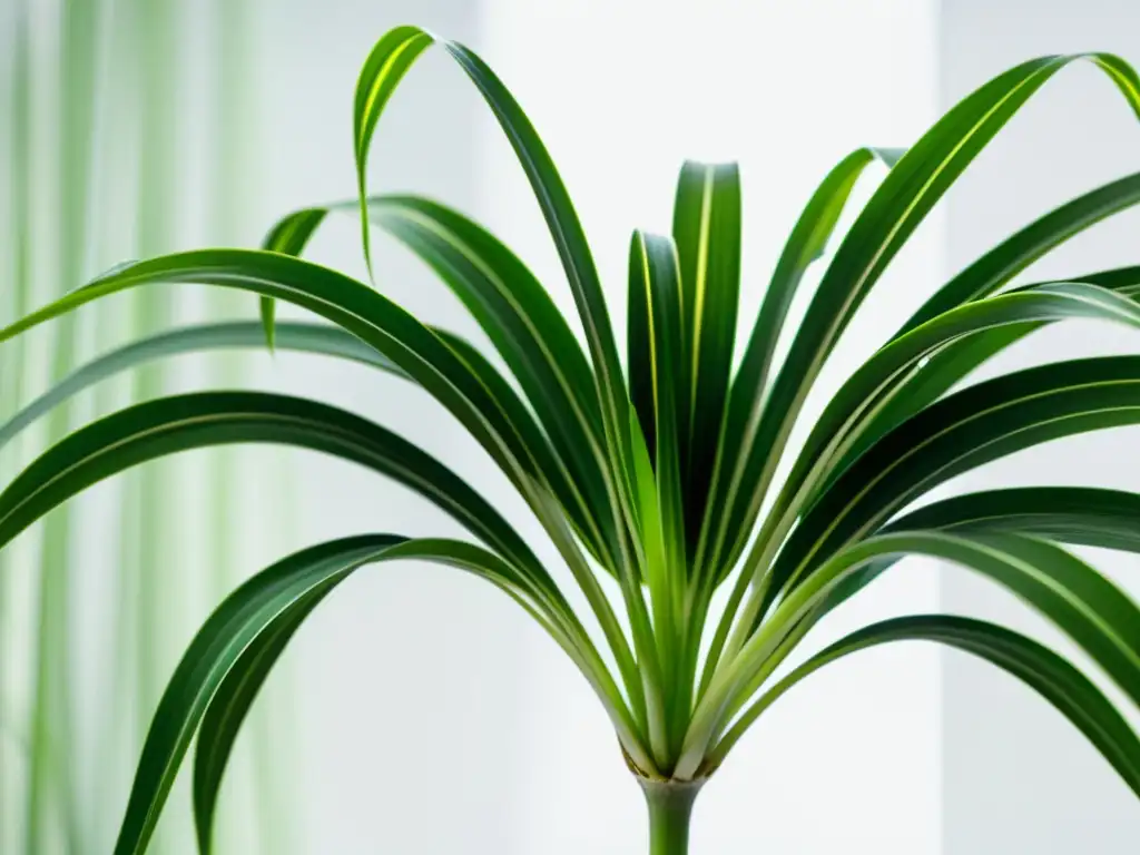 Imagen de la impresionante planta de araña verde en un fondo blanco, para los amantes de las mejores plantas de interior para aire puro