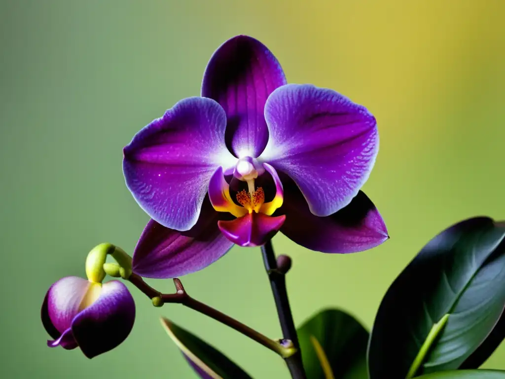 Imagen de una orquídea Phalaenopsis morada en plena floración, con un fondo de hojas verdes