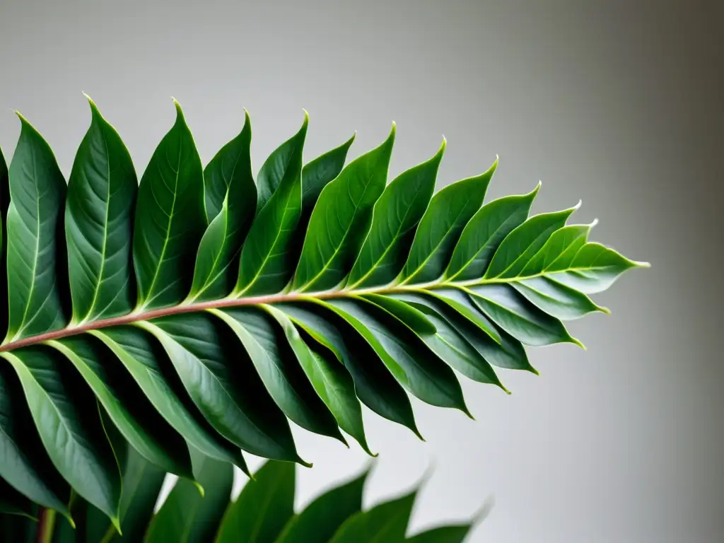 Arte en la poda: nueva vida en planta de interior 'Imagen de planta de interior podada con precisión, resaltando el nuevo crecimiento