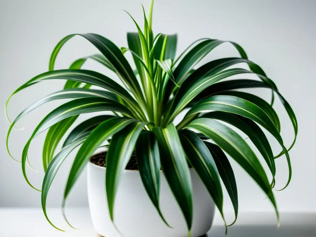 Imagen de una planta araña verde exuberante en maceta blanca, iluminada con delicadas sombras