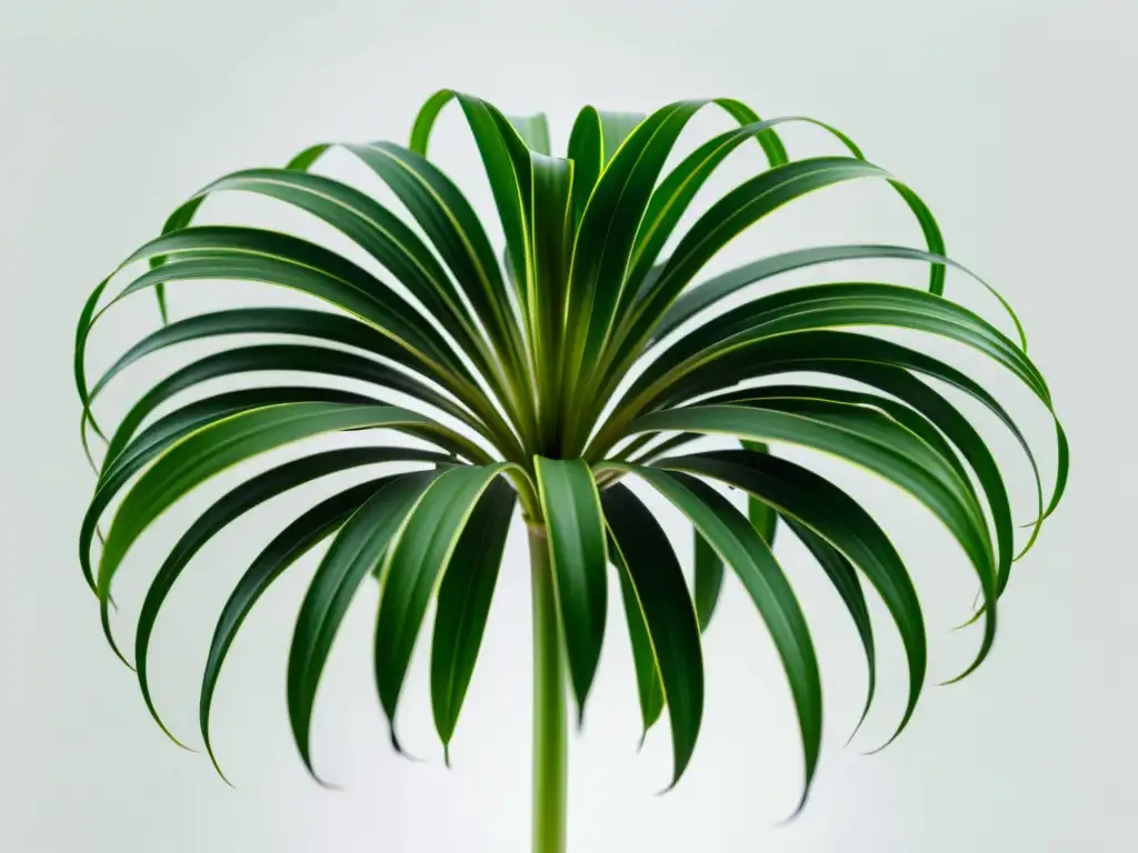 Imagen de una planta araña verde exuberante en un fondo blanco, evocando belleza y tranquilidad