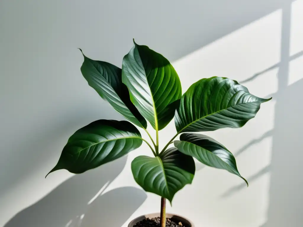 'Fotografía impactante de planta de interior: hojas verdes vibrantes en elegante fondo blanco, con juego de luces y sombras