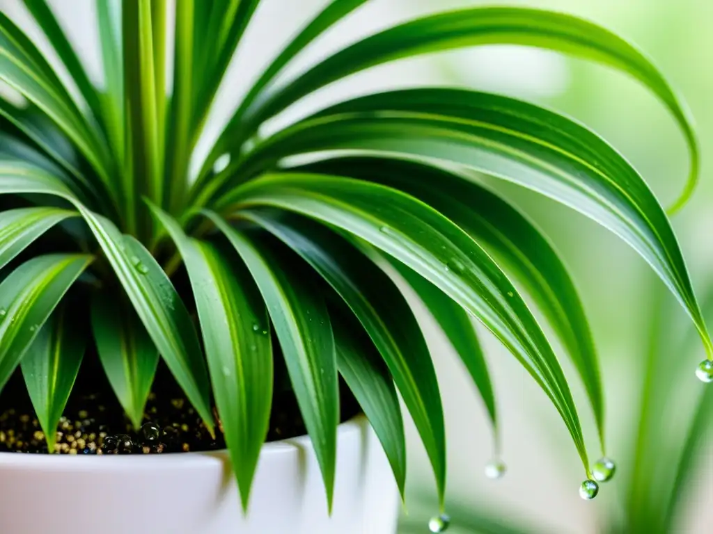 Innovaciones jardines acuáticos interiores: Detalle de una exuberante planta araña con hojas delicadas y variegadas en una maceta blanca, iluminada suavemente, creando una atmósfera de belleza natural