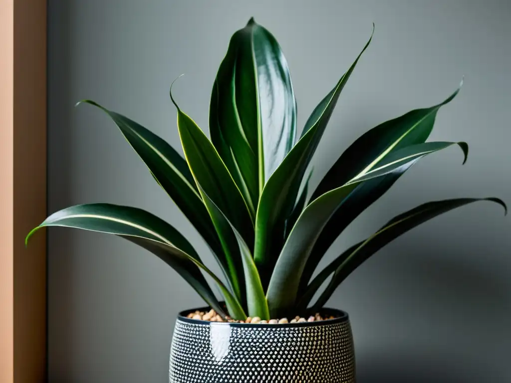 Interior moderno con planta Sansevieria saludable en ambiente luminoso y armonioso, equilibrio energético y Feng Shui