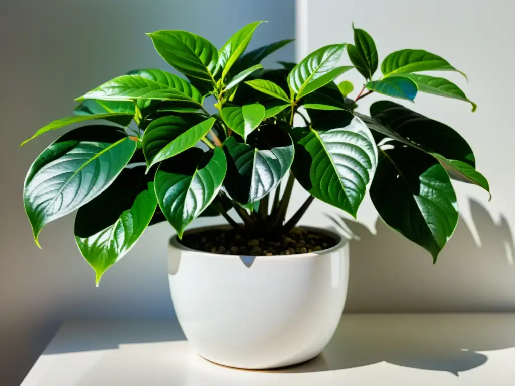 Schefflera en interiores: planta exuberante en maceta blanca, hojas brillantes en tonos verdes